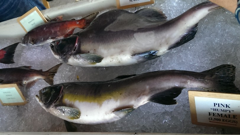 Learning the different types of salmon