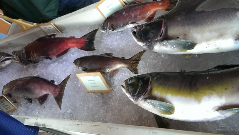 All sorts of salmon!