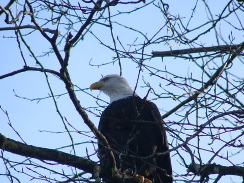On the lookout for food