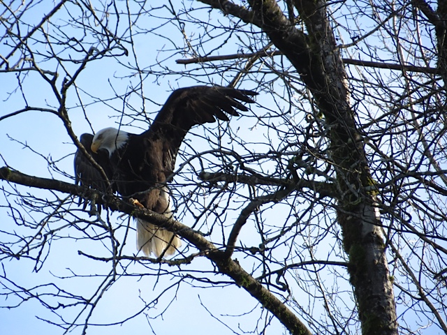 (Photo Courtesy of Greer Nesbitt)