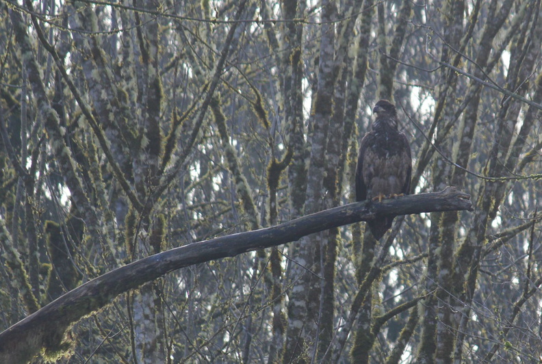 A younger eagle in the tree - can you spot him? (Photo Courtesy of William Swearingen)