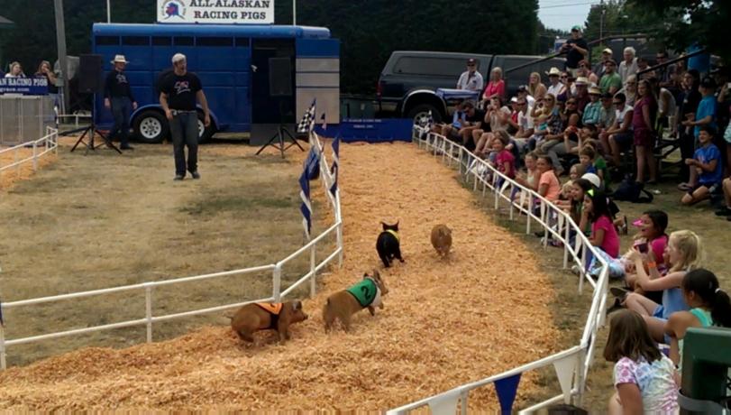 Little piggies racing towards the finish line.