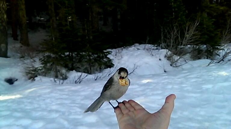 The Bird Whisperer at work.