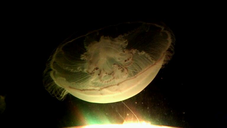 VIDEO0987_0000039501