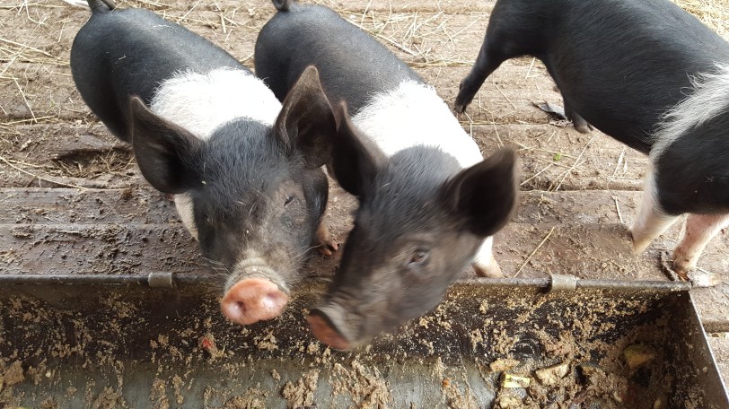 Happy Pigs